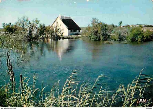 Carte Postale - 13 - Camargue
