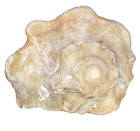nautical art 5” long left handed whelk (knobbed/lightning I can’t tell) seashell — photo 3