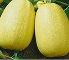 Spaghetti Squash Seeds - 25- Non-Gmo - Home grown in Oregon - Combined Ship