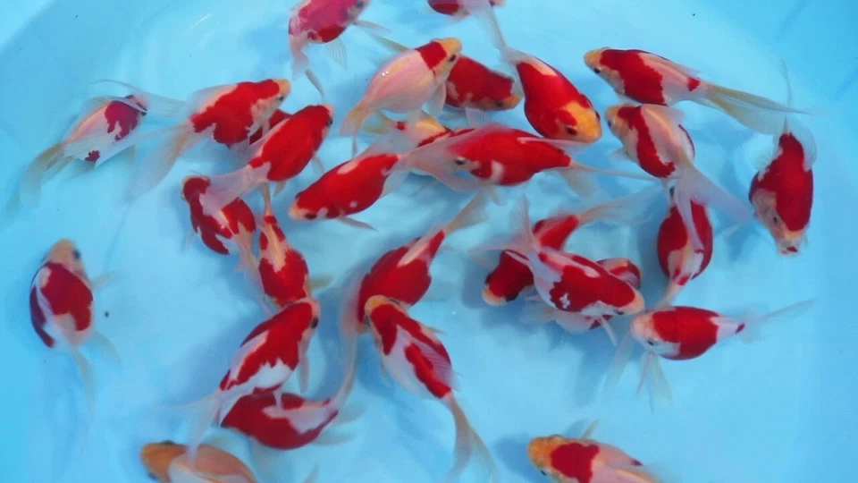 Un pez dorado Tamasaba rojo y blanco de 2 a 3 pulgadas para pecera, estanque koi Foto 2 de 2