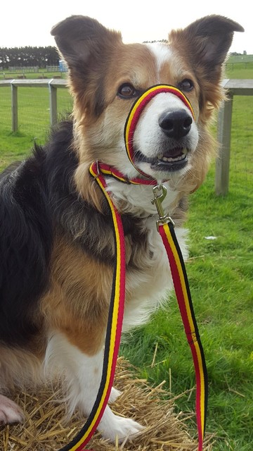 figure of eight head collar dogs