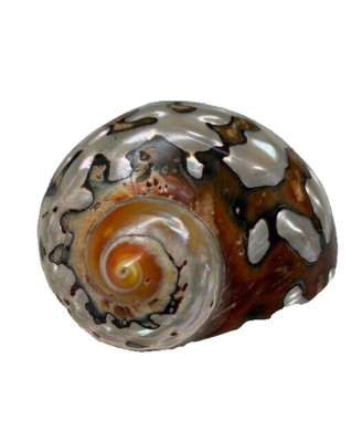 South African Turban Seashell Turbo Sarmaticus Decorative Snail Shell 2.5 in