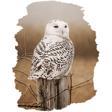 Snowy OWL Sweatshirt/Longsleeved Sizes/Colors