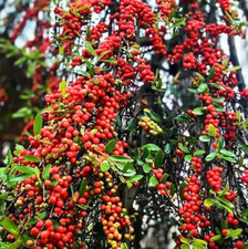 Live Weeping Yaupon Holly Plant 4-6 Tall Soil-wrapped Roots No Pot Live Weeping Yaupon Holly Plant 4-6 Tall Soil-wrapped Roots No Pot