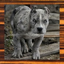 Pets - Pit Bull's - Pitbull's- Washcloth's NEW Collectors Set of 7 BEAUTIFUL