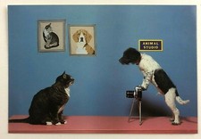 Spaniel Terrier Dog Taking Photo of Tabby Cat Animal Studio Humor Postcard 