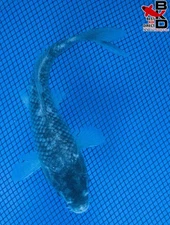 7" MATSUKA WABAKKE Live Koi Fish Garden Pond 10/24