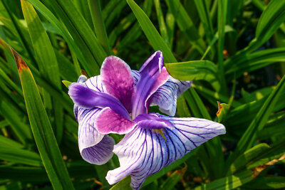 Japanese Iris Kaempferi Aquatic Marginal Bog/Pond Plant Buy 2 Get 1 Free