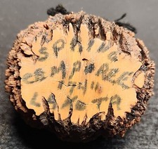 Handcrafted Spring Camporee Leather Wrapped Pinecone Decoration