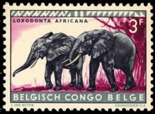 BELGIAN CONGO 313 - African Elephant 