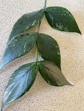 Hoya Polyneura 'Broget' | Hoya Fishtail | Fresh Cutting | Extra Large