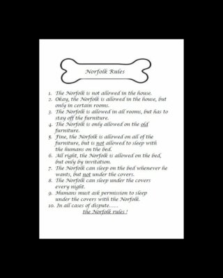 Norfolk Terrier ''Rules'' - CUSTOM MATTED - Dog Art Print : GIFT