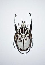 Goliathus beetles for collectors | Goliathus cacicus, atlas