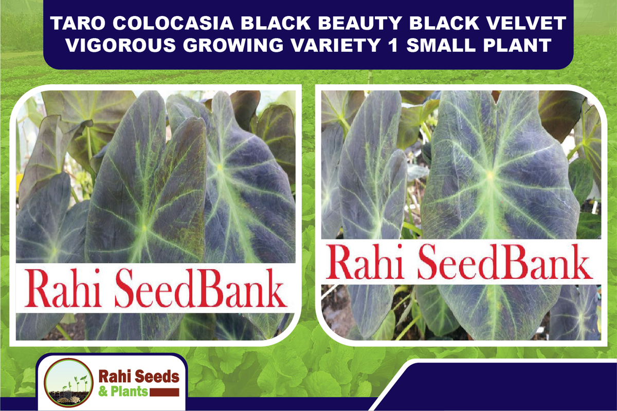 Taro Colocasia Black Beauty Black Velvet Vigorous Growing Variety 1 Small  Plant | eBay
