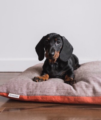 organic wool dog beds
