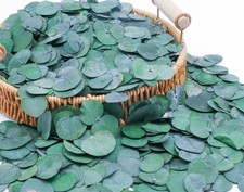 3200Preserved Real Eucalyptus Leaves Small, Pure Natural Bulk Eucalyptus, Bio...