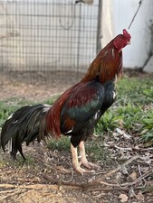 Brazilian Asil Chicken Fertile Eggs 4 