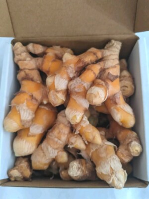 Fresh Turmeric Roots Rhizomes Box Medicinal Cooking Planting Seed Great Gift