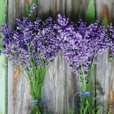 100++ Lavender Seeds - Munstead (Lavandula angustifolia) Flower Herb Seeds - USA
