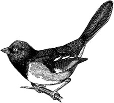 temporary tattoo - Set of two wrist size Bird  approx. 1.5" each 