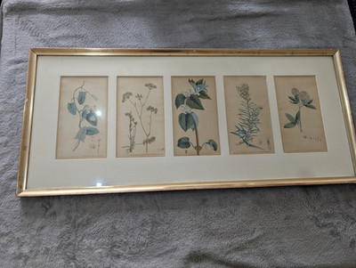 5 Antike Botanische Kupferstiche 1792-1794 - F.P. Nodder - Handkoloriert