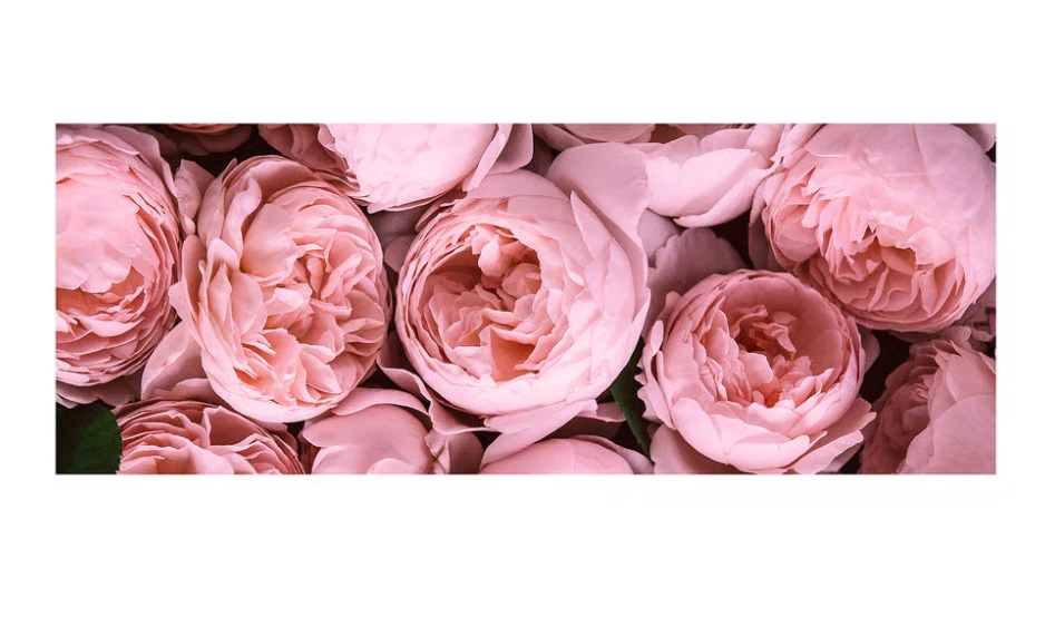 IKEA BJORKSTA Picture, Pink Peony Picture (no frame) 55 x 22" 140x56cm 40448220 - Image 2 of 2