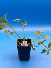 Parsley, Curly Starter Plant - Petroselinum Crispum Var Crispum