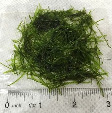 3x3" Java Moss - Live Aquarium Fish Plant Christmas Xmas Fern Anubias Shrimp