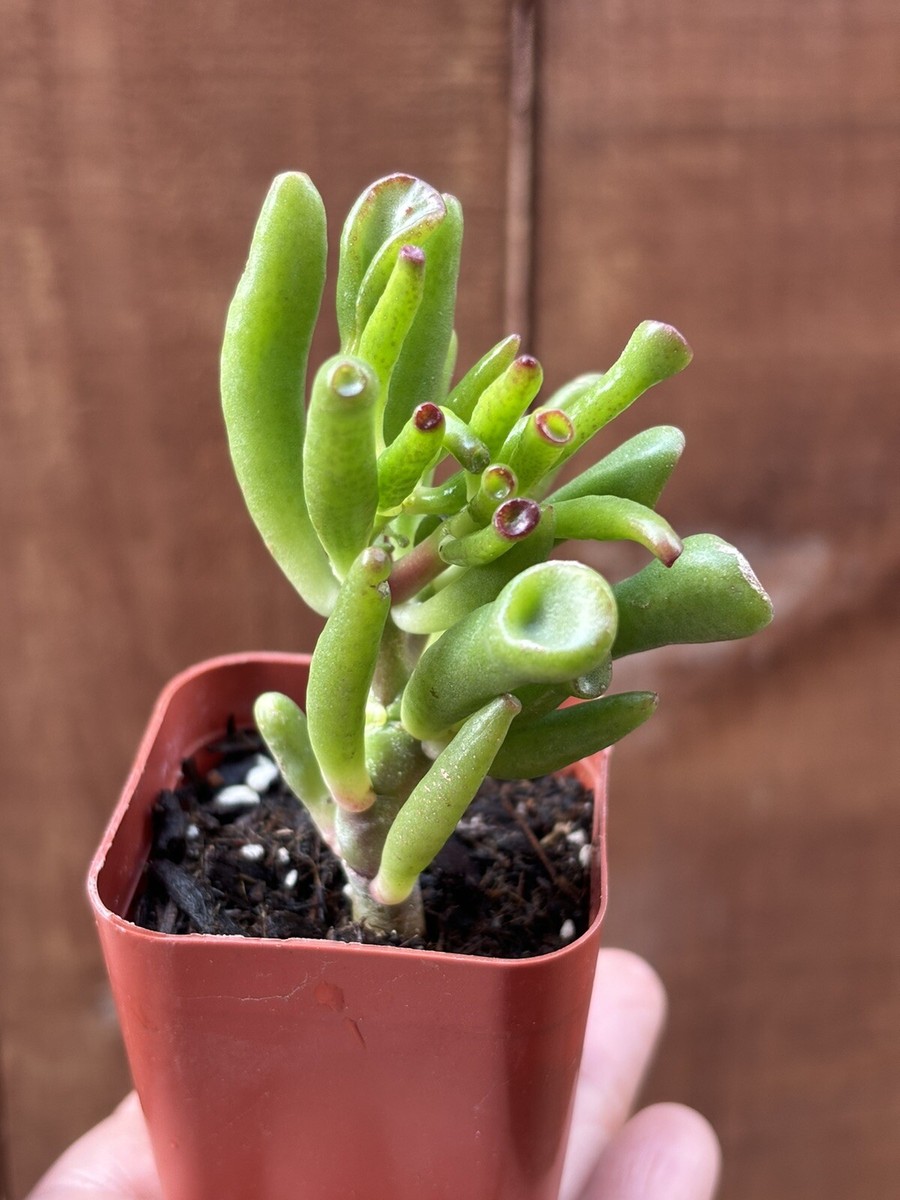 2 Crassula Ovata 'Ogres Ear' Jade Succulent | eBay