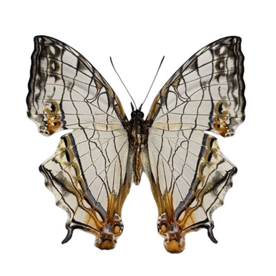 Map Butterfly Cyrestis Species Spread Wings Unmounted Dried Insect Taxidermy