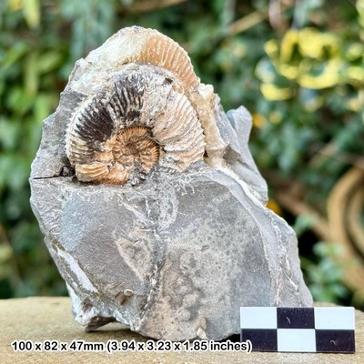 RAR: KOSMOCERAS JASONI Ammonit Fossil Block, Oxford Ton, Callovian,