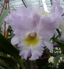 Rlc Pastoral X Lc Higher Ground  Hackneau  Rose Pink Orchid Hybrid NBS 4  Pot