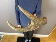 1 Huge JUMBO Whole MOOSE ANTLER Dog Chew SALE SELECT MASSIVE COLOSSAL BIG 14