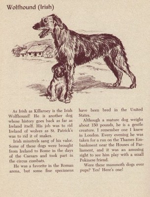 Irish Wolfhound - CUSTOM MATTED - Vintage Antique Dog Art Print - 1954 M. Dennis