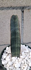 Sansevieria Hallii 'Blue Bat' Plant Houseplant Succulent