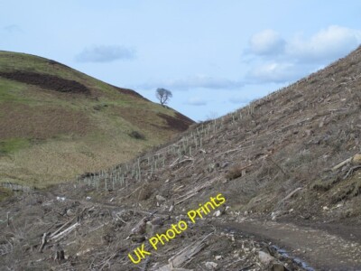 Photo 6x4 Path through the clear-felling on the east side of Beldon Cleug c2015