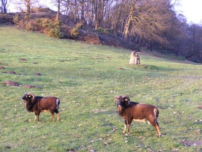 Photo 6x4 Two Sheep Trysull The view of the Soay (sheep) off the footpath c2016