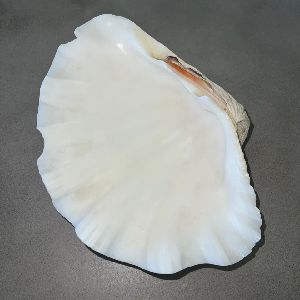 Large Decorative White Fluted Clam Shell 🐚 11”x8” - Image 3 of 4