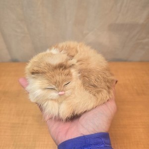 Realistic Lifelike Sleeping Cat Kitten Kitty Furry White & Buff Bicolor Soft 5"