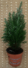 Real Mini Christmas Tree in Pot 10in Small Compact Festive Tree