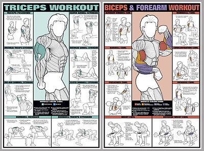 Free Weight Training Wall Chart