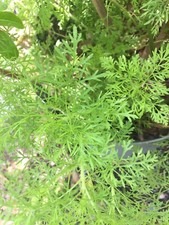 Dill dry Leaves 1 Oz Organic Natural