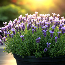 800 LAVENDER SEEDS SPRING PERENNIAL MOSQUITO BUG REPELLING NON-GMO FREE SHIPPING
