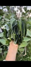 30 calotropis Gigantea Leaves Crown Flower Giant Milkweed 