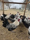 12 +  Silver Deathlayer Fertilized hatching eggs. — photo 4