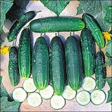 Organic A & C Pickling Cucumber Seeds (25+ Seeds)