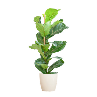 Ficus Lyrata mit Viber-Topf in Weiß   80 cm hoch und Ø21 cm   perfekte grüne Zim