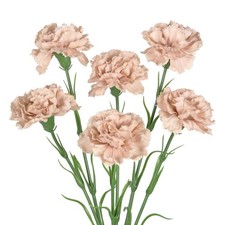 IPOPU Carnations Artificial Flowers,6PCS Real Touch Beige Flowers 20'' Long S...