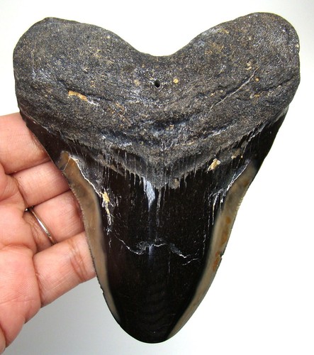 MEGALODON SHARK TOOTH - REAL SHARK TEETH FOSSIL MEG 4.52”  NO RESTORATIONS