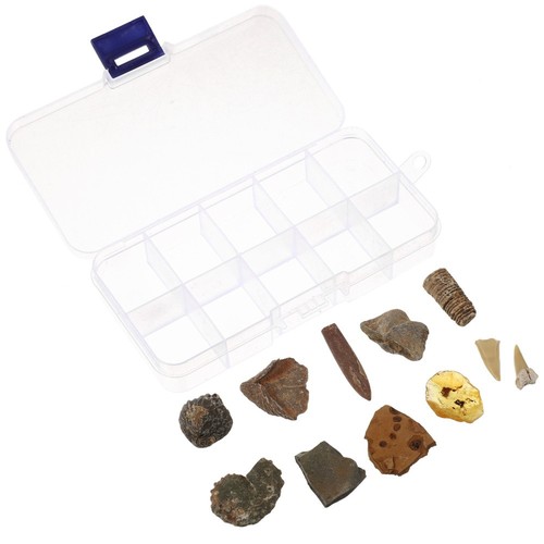 10pcs Paleontological Trilobite Amber Science Teaching Materials
